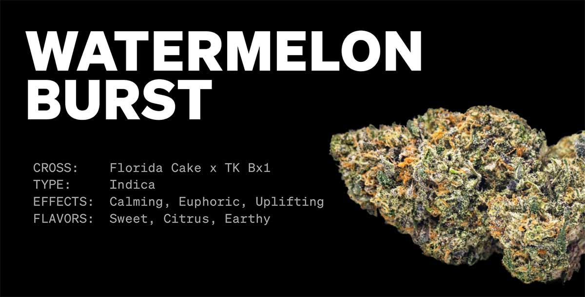 MÜV FL Watermelon Burst Strain Info