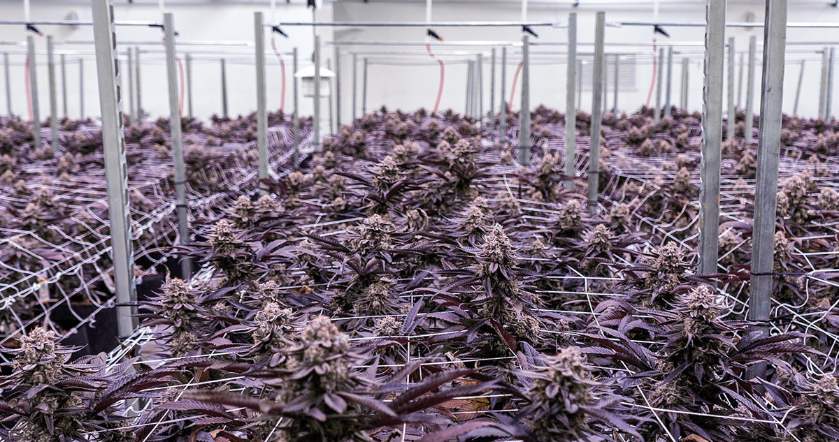 All About Cannabis Phenotypes