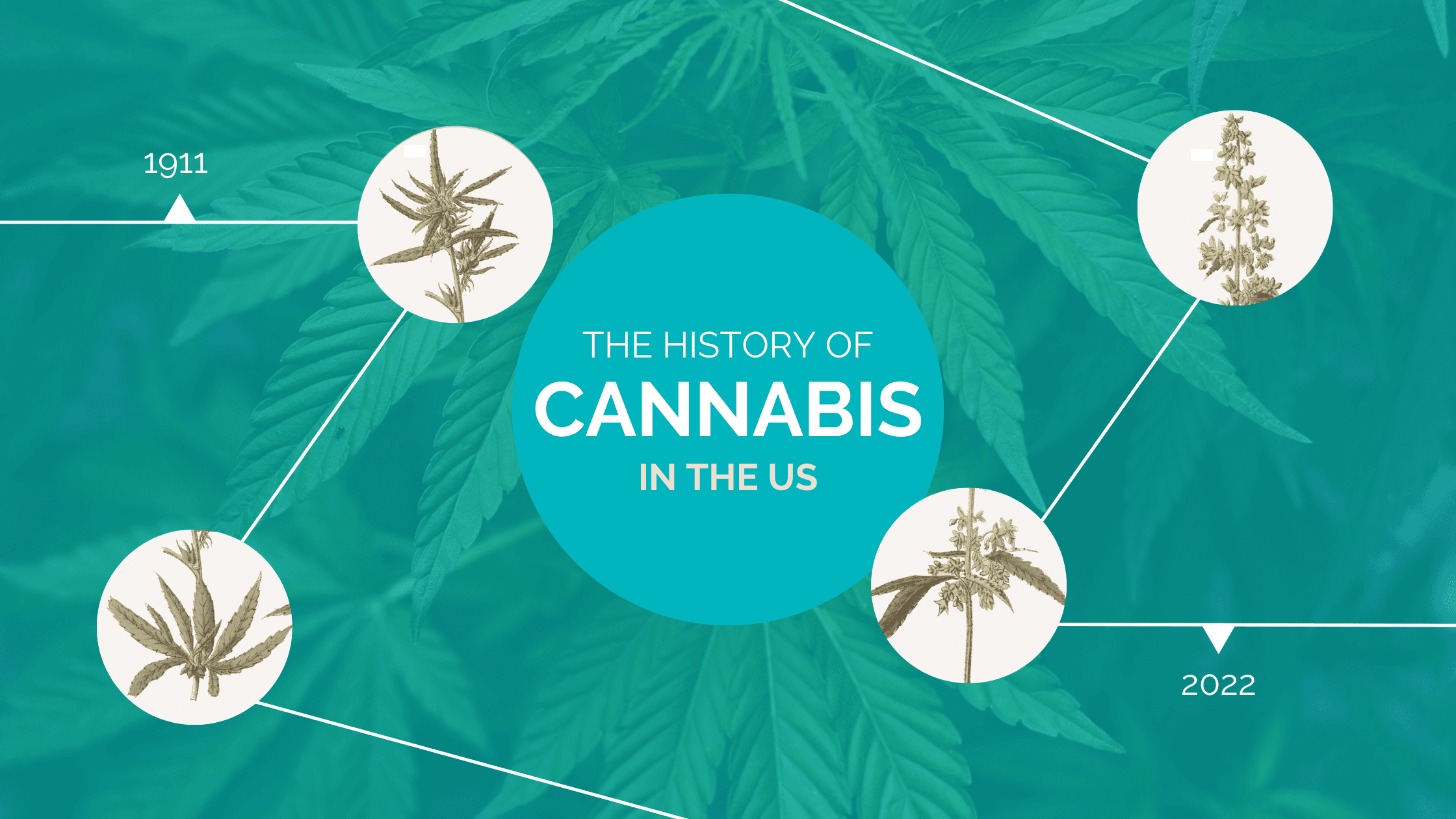 The History of Cannabis in the US
