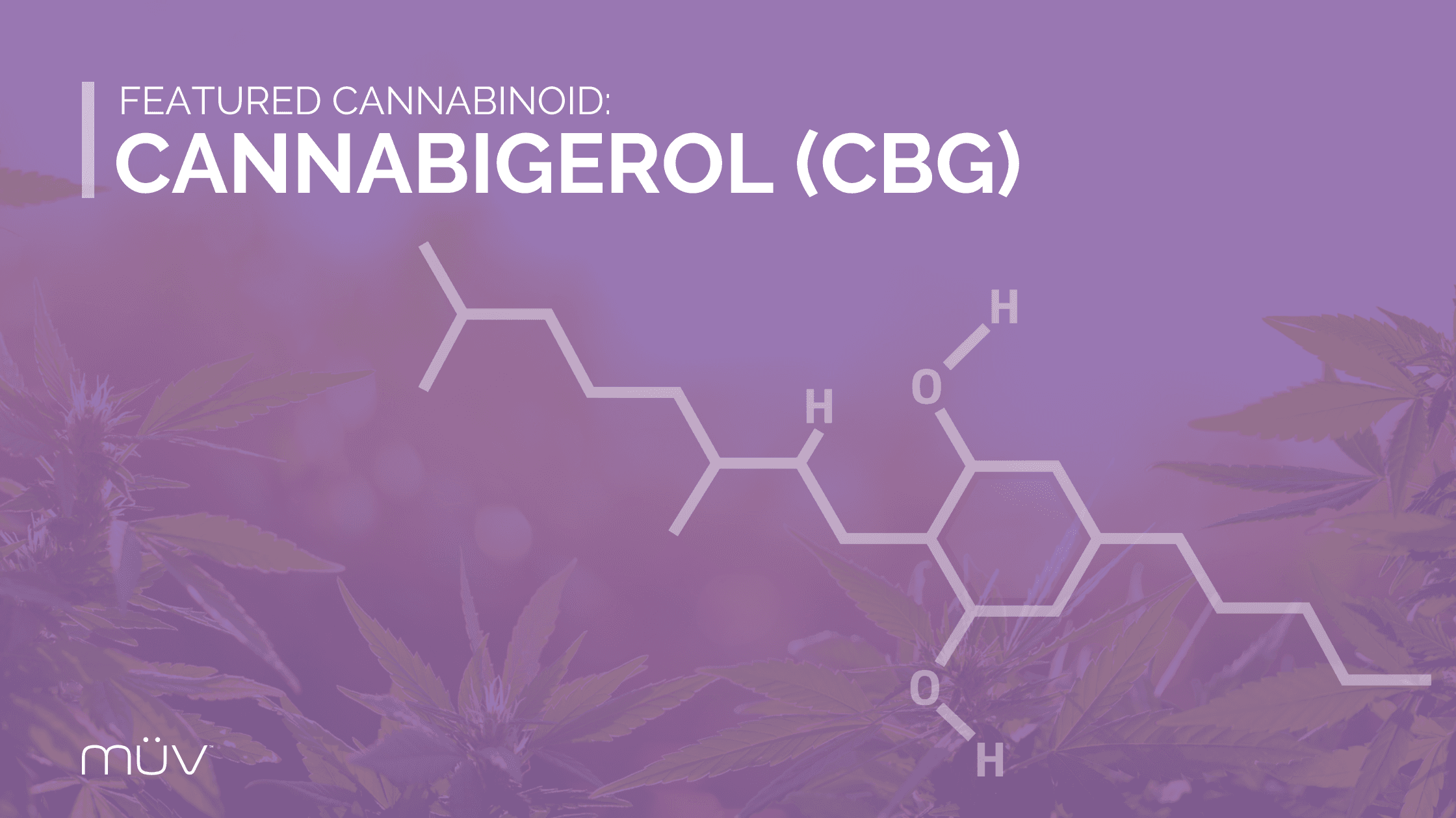 Featured Marijuana Cannabinoid CBG