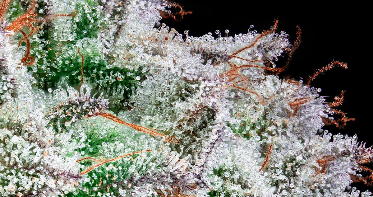 what are cannabis trichomes