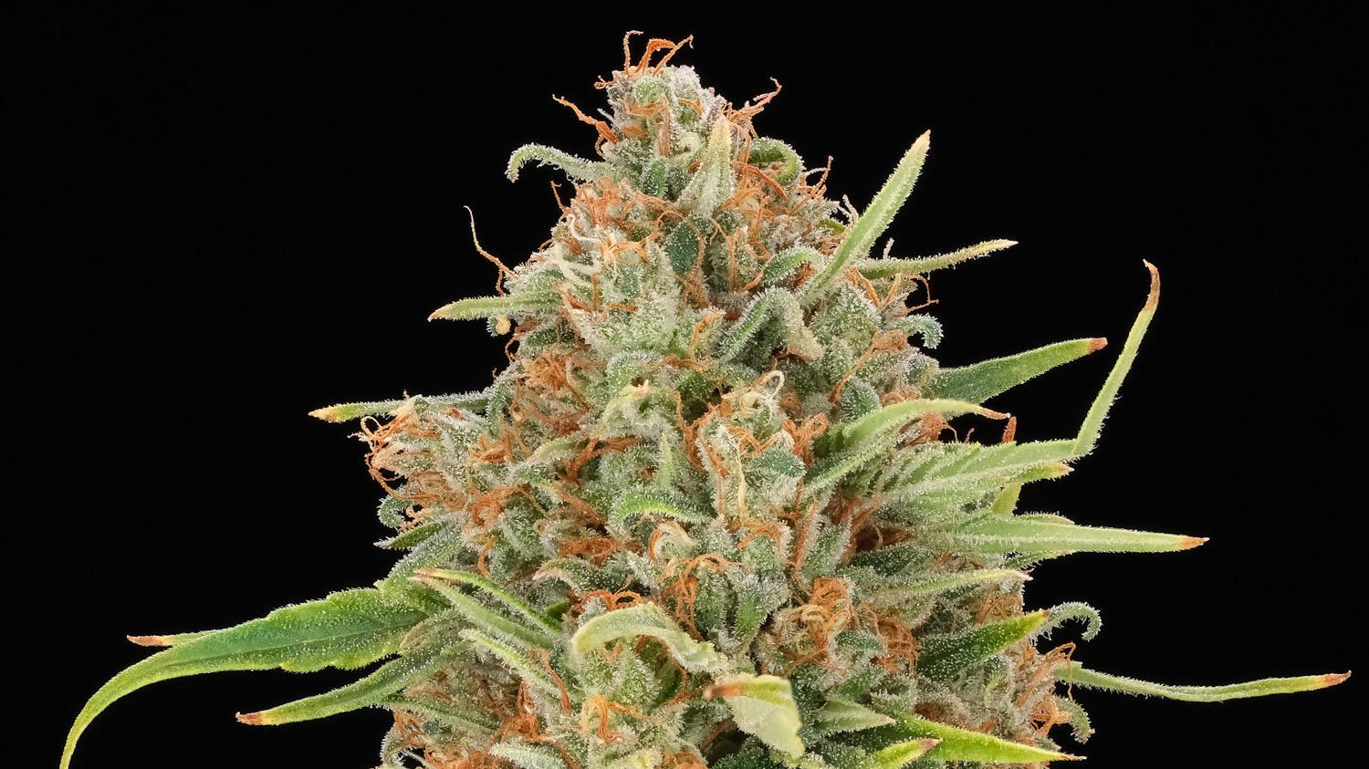 caryophyllene cannabis strain